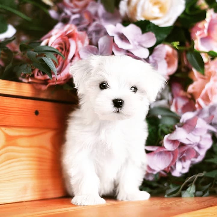 puppyworld - Cover Image