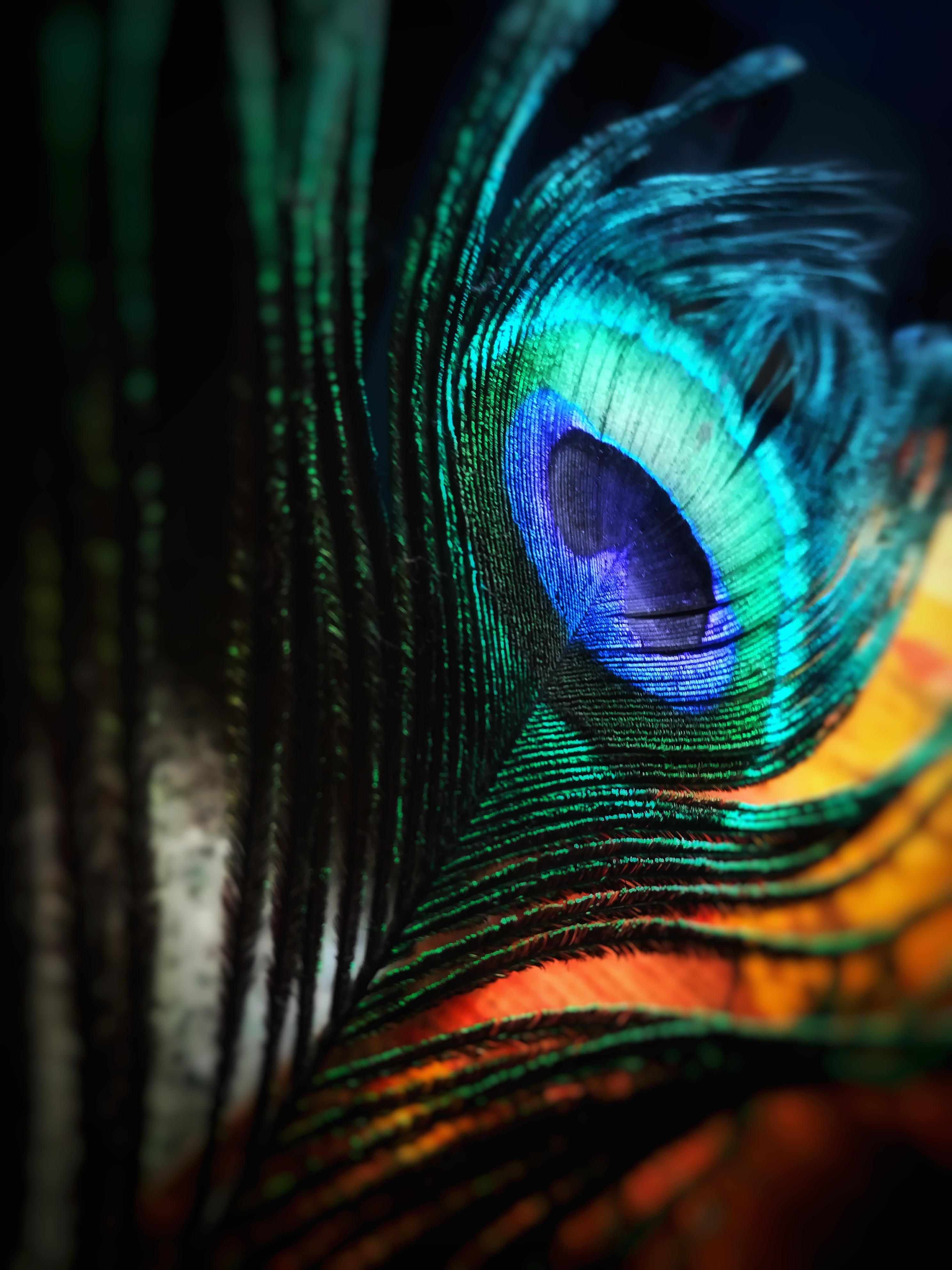 IqballOkee - Cover Image