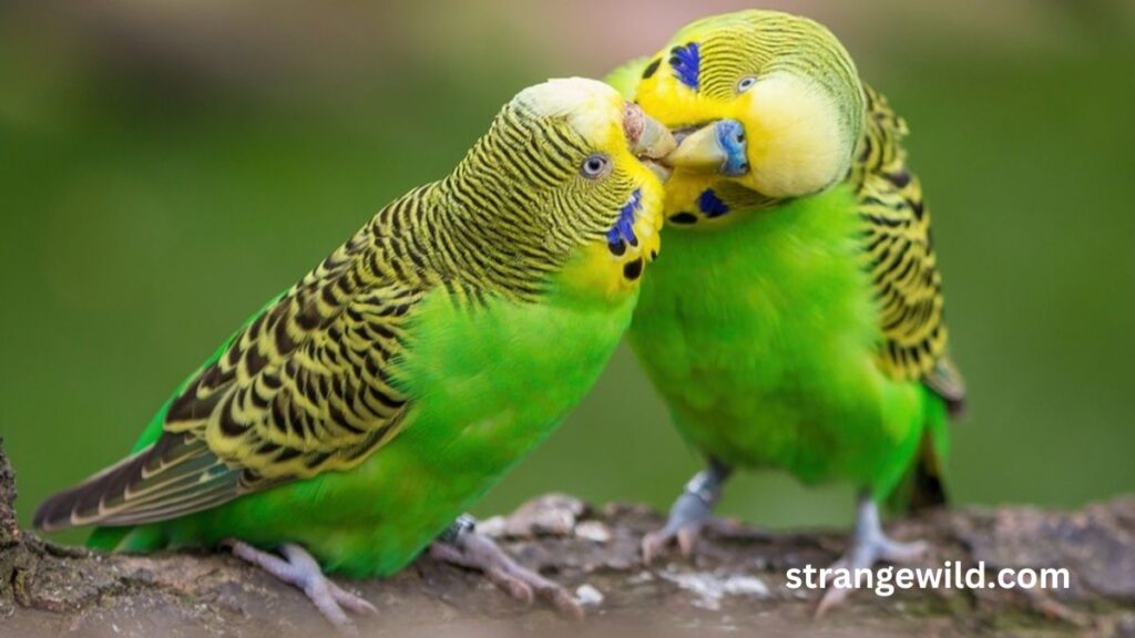 How Do Parakeets Mate - Cover Image