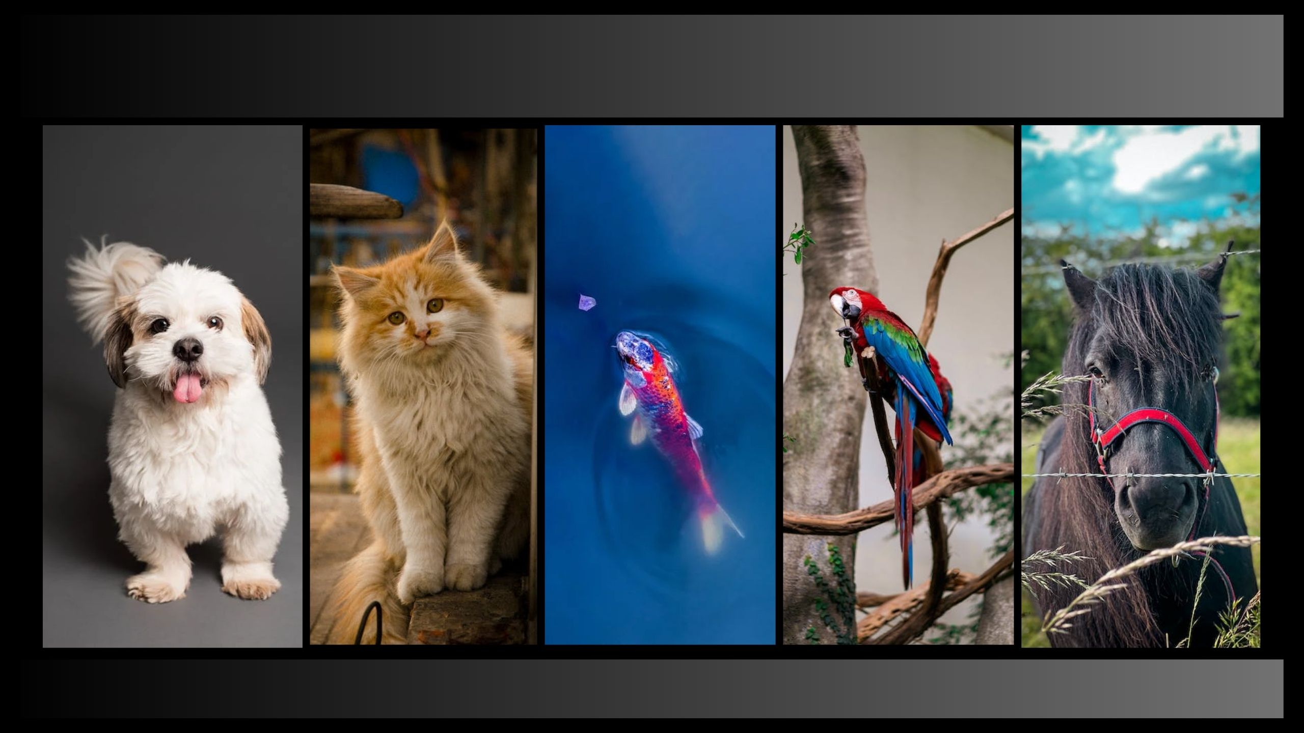 Happy Hungry Pets - Cover Image
