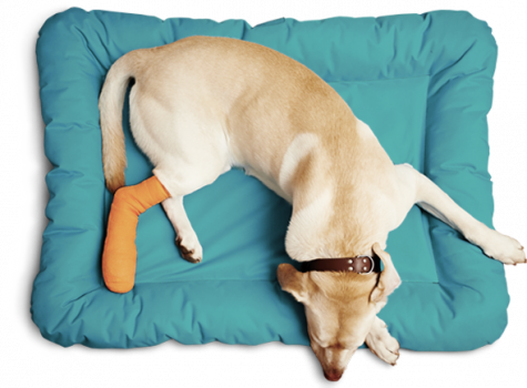 Visit Listing - Boulevard Animal Hospital Boulevard Animal Hospital - Screenshot 3