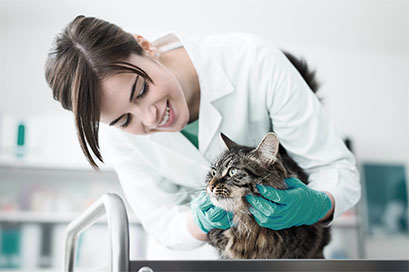 Boulevard Animal Hospital - Screenshot 5