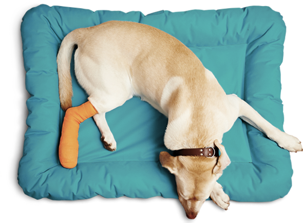 Boulevard Animal Hospital - Screenshot 3